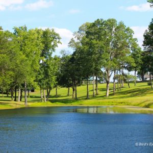 Trees on golf course