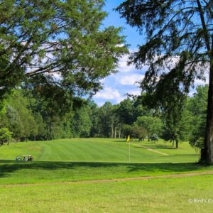 Golf course green with trees